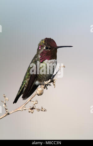 Adult male  Orange Co., CA  January 2010 Stock Photo