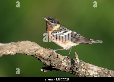 Adult male Galveston Co., TX April 2014 Stock Photo