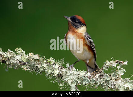 Adult male Galveston Co., TX April 2014 Stock Photo