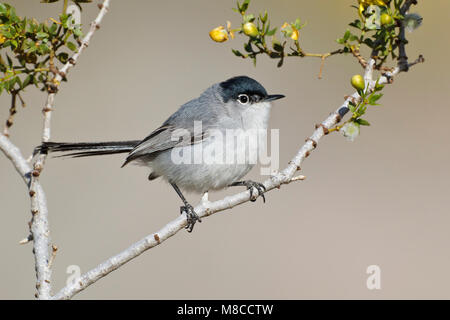 Adult male breeding  San Diego Co., CA  April 2011 Stock Photo