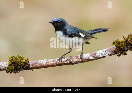 Adult male Galveston Co., TX May 2012 Stock Photo