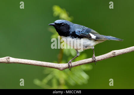 Adult male Galveston Co., TX May 2012 Stock Photo