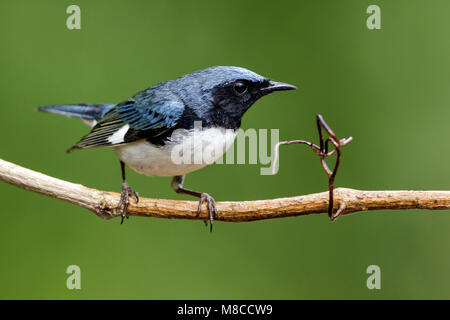 Adult male Galveston Co., TX May 2012 Stock Photo