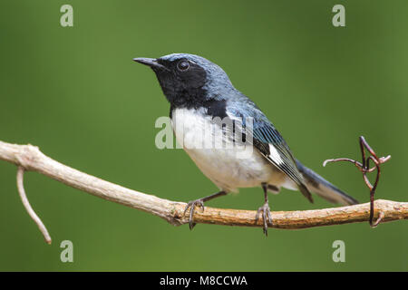 Adult male Galveston Co., TX April 2012 Stock Photo