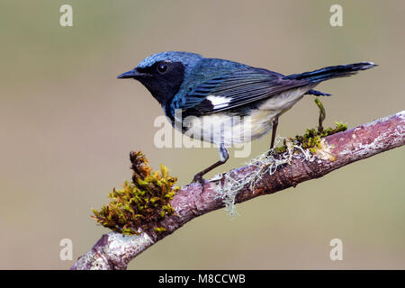 Blauwe Zwartkeelzanger, Black-throated Blue Warbler, Setophaga caerulescens Adult male Galveston Co., Texas May 2012 Stock Photo