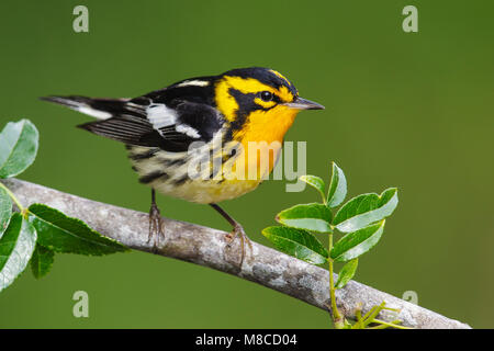 Adult male breeding Galveston Co., TX April 2013 Stock Photo