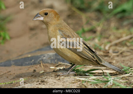 Adult female Galveston Co., TX April 2005 Stock Photo