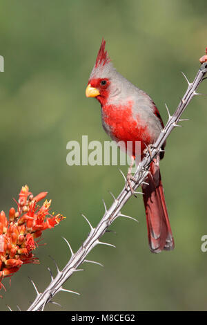 Grijze Kardinaal, Pyrrhuloxia, Cardinalis sinuatus  Adult male Pima Co., AZ April 2009 Stock Photo