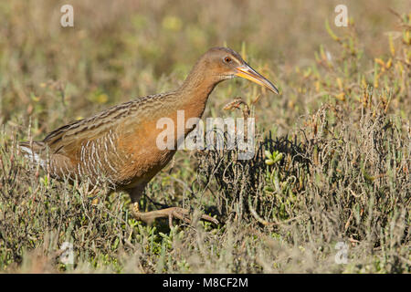 Adult Orange Co., CA January 2015 Stock Photo