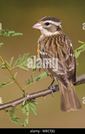 Vrouwtje Roodborstkardinaal, Female Rose-breasted Grosbeak Stock Photo