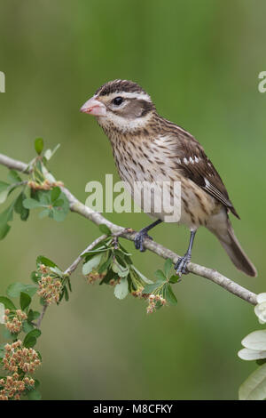 Vrouwtje Roodborstkardinaal, Female Rose-breasted Grosbeak Stock Photo