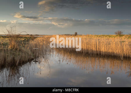 Late afternoon sunlight on the reeds which are reflected in a canal at Kent Wildlife Trust's Oare Marshes Nature Reserve, Oare, Faversham, Kent, UK. Stock Photo