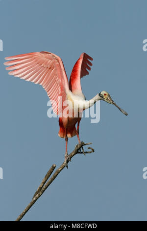 Adult breeding Galveston Co., TX April 2008 Stock Photo