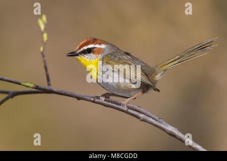 Adult Pima Co., AZ April 2013 Stock Photo