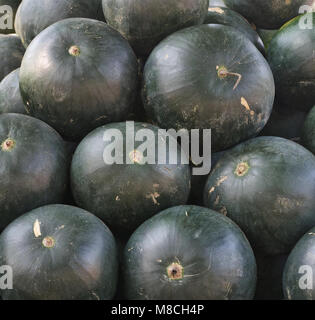stack of pile of watermelons deep green  skin Stock Photo