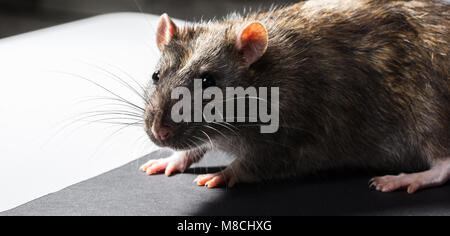 animal gray rat portrait close-up, sitting looking Stock Photo