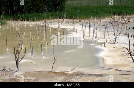 Dead Trees in the forest around a lake with low water levels Stock Photo
