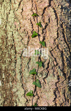 Climbing ivy a trunk tree Stock Photo - Alamy