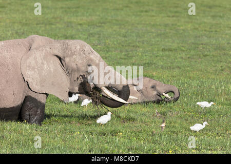 Female African elephant and her calf feeding deep in a swamp with cattle egrets in attendance Stock Photo