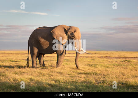 Large bull African elephant grazing on open grassland in beautiful morning light in Amboseli NP, Kenya Stock Photo