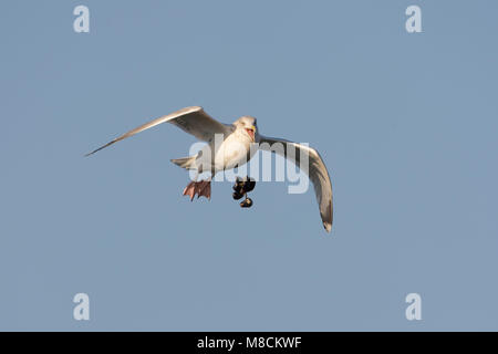 Zilvermeeuw mossels brekend; Herring Gull Trying to open the mussel by falling it on a hard surface; Stock Photo