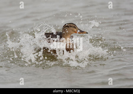 Wilde Eend landend in water; Mallard male landing in water
