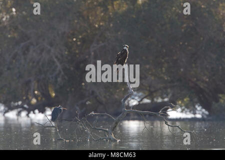 Visarend zittend op tak in water, Osprey perched on branch in water Stock Photo
