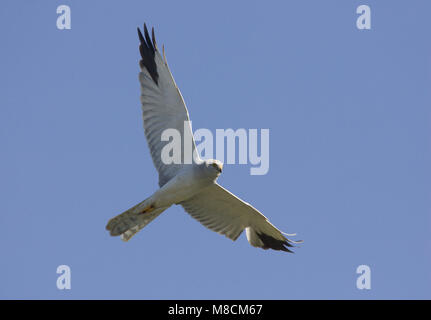 Pallid Harrier male flying; Steppekiekendief man vliegend Stock Photo