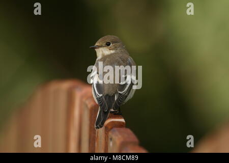 European Pied Flycatcher immature; Bonte Vliegenvanger onvolwassen Stock Photo