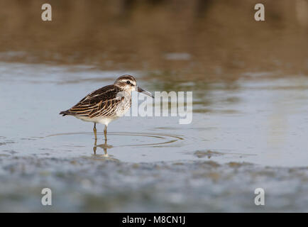 Breedbekstrandloper, Broad-billed Sandpiper, Limicola falcinellus Stock Photo