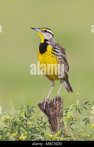 Adult breeding Galveston Co., TX April 2013 Stock Photo