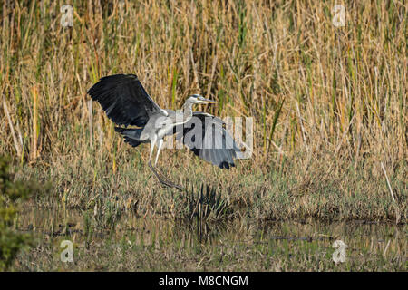 Grey heron landing (Ardea cinerea) Stock Photo