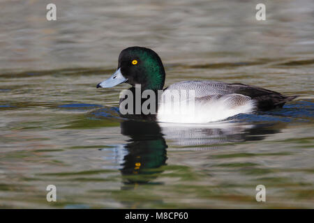 Adult male Santa Clara Co., CA December 2012 Stock Photo