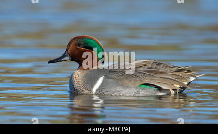 Adult male Orange Co., CA January 2015 Stock Photo