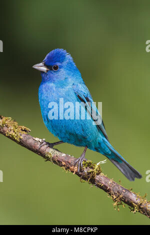 Indigogors, Indigo Bunting, Passerina cyanea Adult male Galveston Co., Texas April 2012 Stock Photo