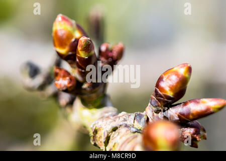 cherry tree in bud Stock Photo