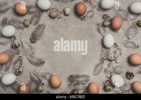 frame of chicken and quail eggs on concrete surface with feathers Stock Photo