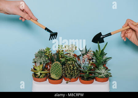 close-up partial view of human hands holding gardening tools and succulents in pots isolated on grey Stock Photo