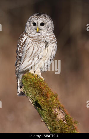 Gestreepte Uil zittend; Barred Owl perched Stock Photo