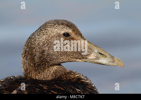 Close-up van vrouwtje Eider, Close up of female Common Eider Stock Photo