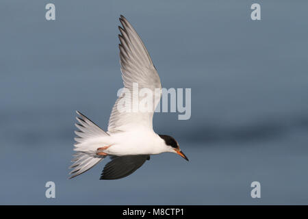 Jonge Visdief in de vlucht; Immature Common Tern in flight Stock Photo