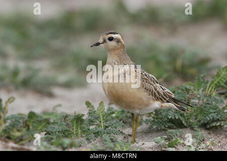 Eurasian Dotterel; Morinelplevier Stock Photo