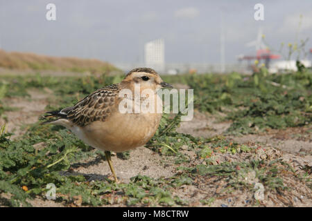 Eurasian Dotterel; Morinelplevier Stock Photo