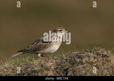 Veldleeuwerik zittend in een weiland, Eurasian Skylark perched in meadow Stock Photo