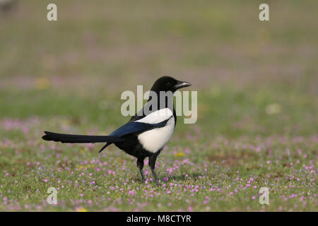 Ekster in zit; Eurasian Magpie perched Stock Photo