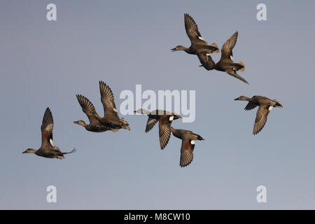 Groep Krakeenden in de vlucht; Flock of Gadwall in flight Stock Photo