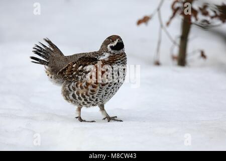 Mannetje Hazelhoen in de sneeuw, Male Hazel Grouse in the snow Stock Photo