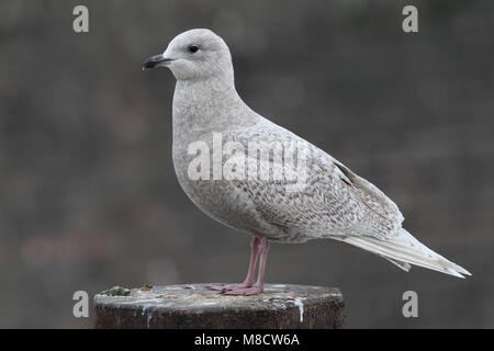 Kleine Burgemeester in eerste winterkleed; Iceland Gull in first winter plumage Stock Photo