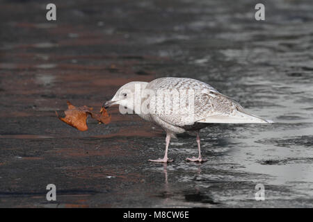 Kleine Burgemeester in eerste winterkleed; Iceland Gull in first winter plumage Stock Photo