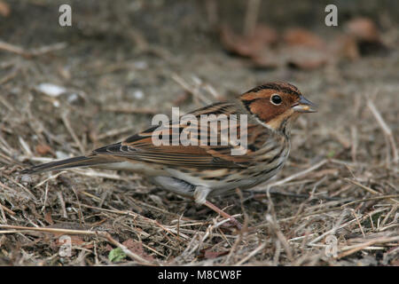 Dwerggors op grond foeragerend,Little Bunting on ground foraging, Stock Photo